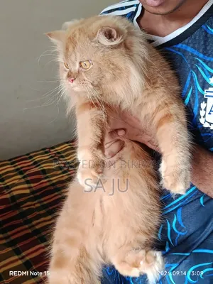 ৩-৬ মাসের ফিমেল পিওরব্রেড পার্সিয়ান বিড়াল