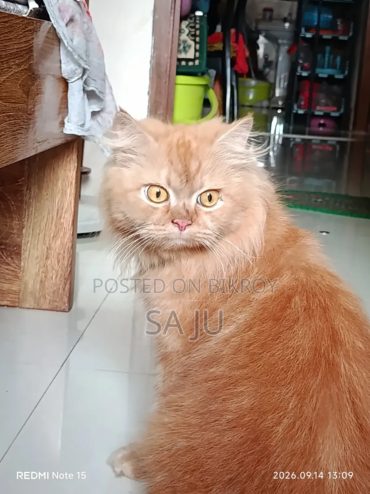 ৩-৬ মাসের ফিমেল পিওরব্রেড পার্সিয়ান বিড়াল