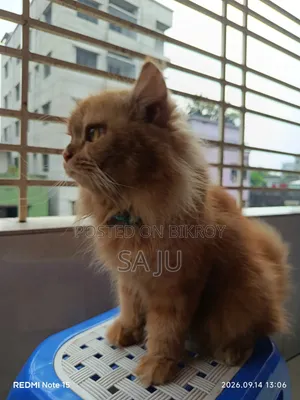 ৩-৬ মাসের ফিমেল পিওরব্রেড পার্সিয়ান বিড়াল