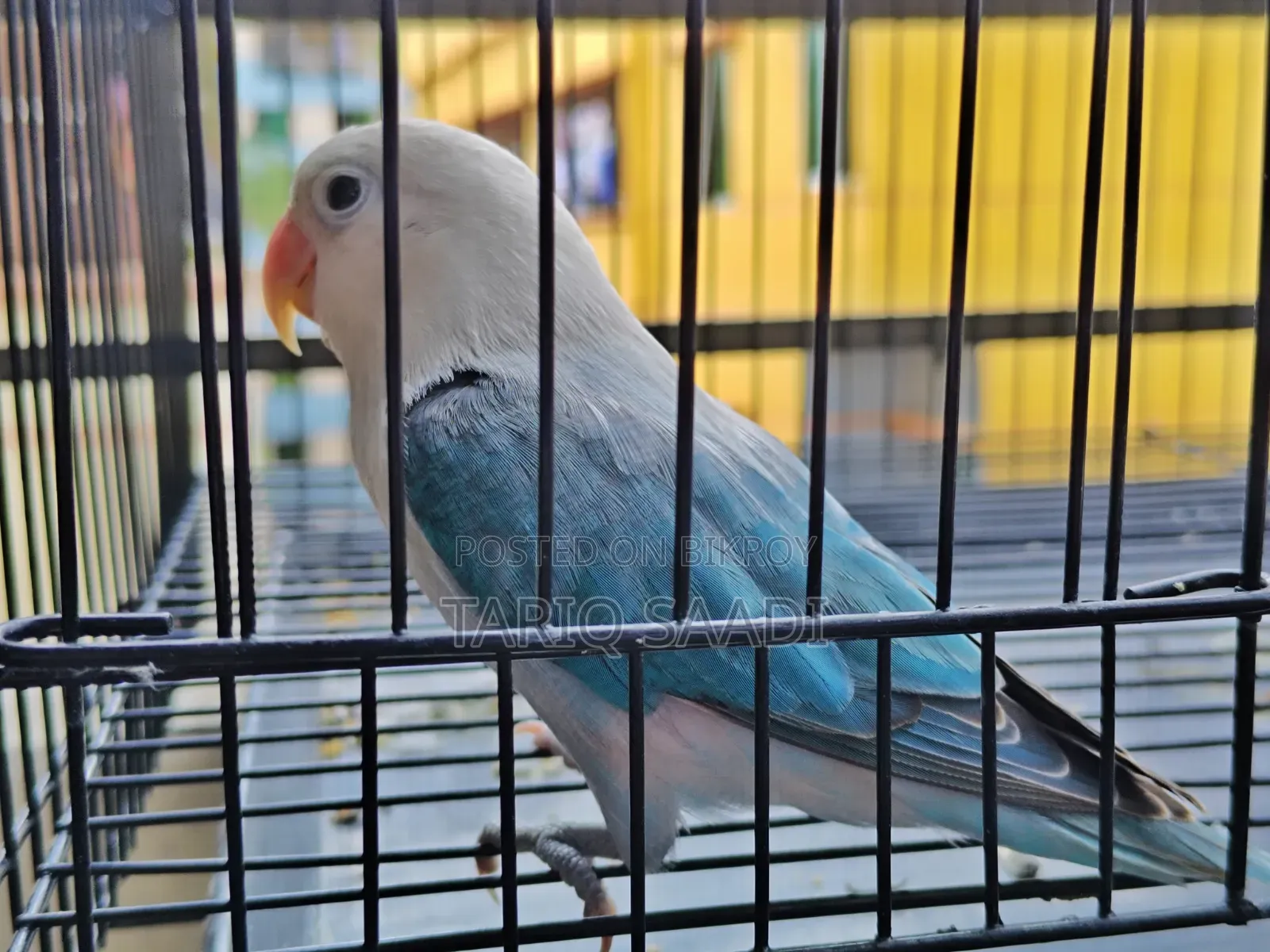 Love Bird (Blue Opaline)