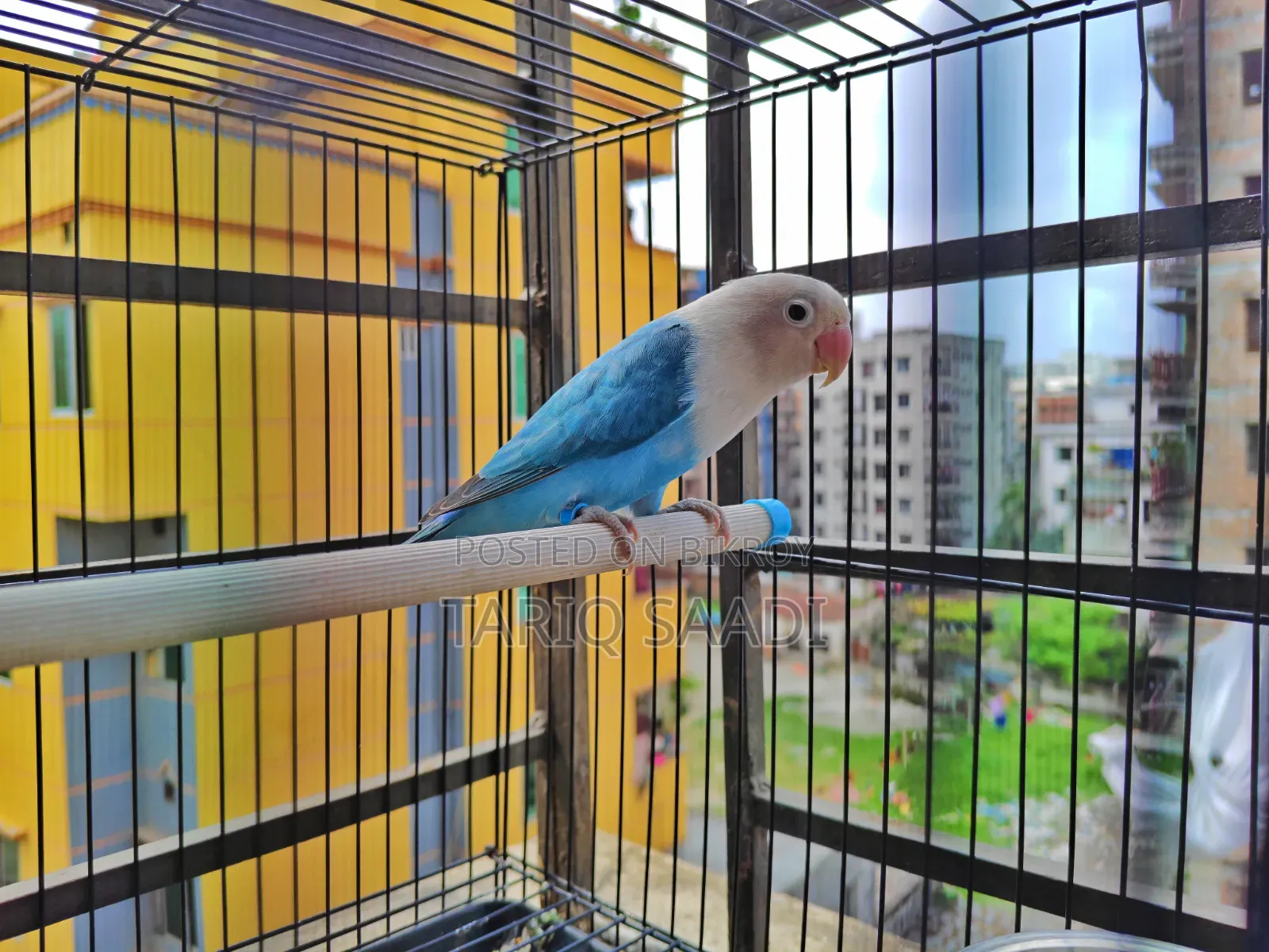 Love Bird (Blue Opaline)