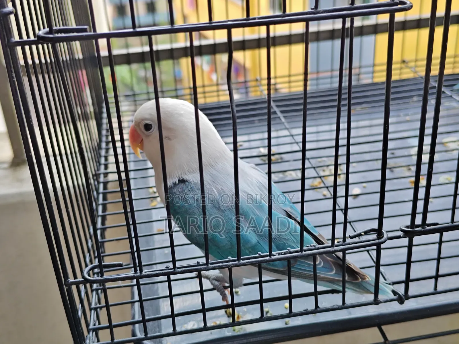 Love Bird (Blue Opaline)
