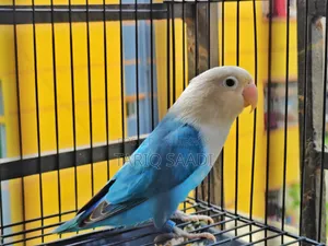 Love Bird (Blue Opaline)