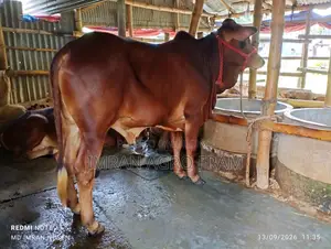 Buy 3 Cross Bahama + Pakistani Pakra Bull Calves with Home Delivery.