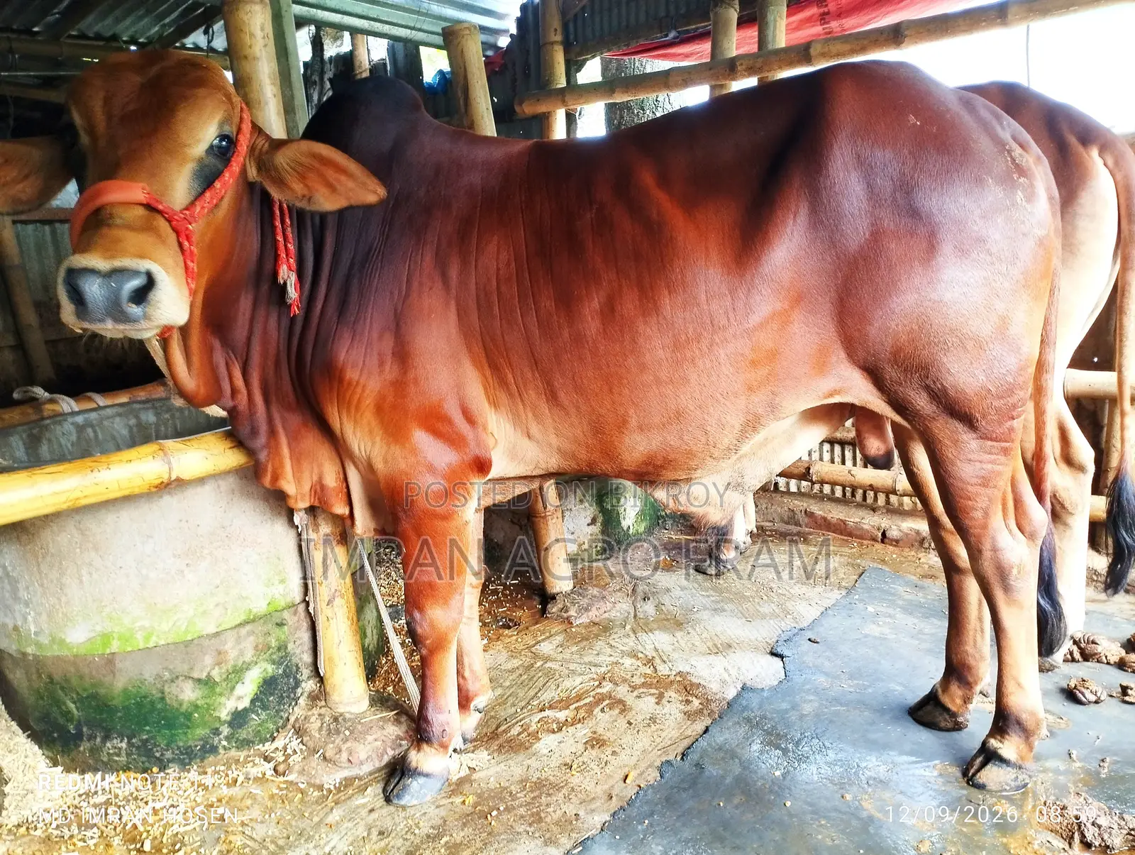 Buy 3 Cross Bahama + Pakistani Pakra Bull Calves with Home Delivery.