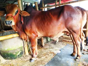 Buy 3 Cross Bahama + Pakistani Pakra Bull Calves with Home Delivery.