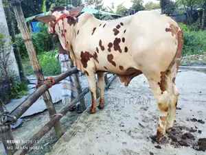 Buy 3 Cross Bahama + Pakistani Pakra Bull Calves with Home Delivery.