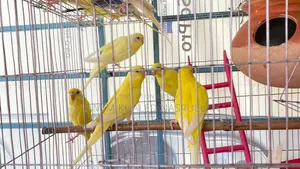 বাজরিগার লু্টিনো ক্লাসিক