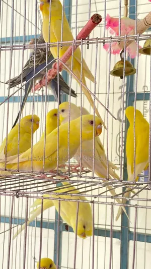 বাজরিগার লু্টিনো ক্লাসিক