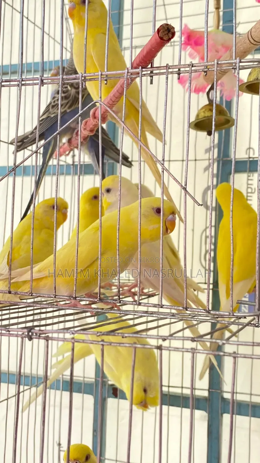 বাজরিগার লু্টিনো ক্লাসিক