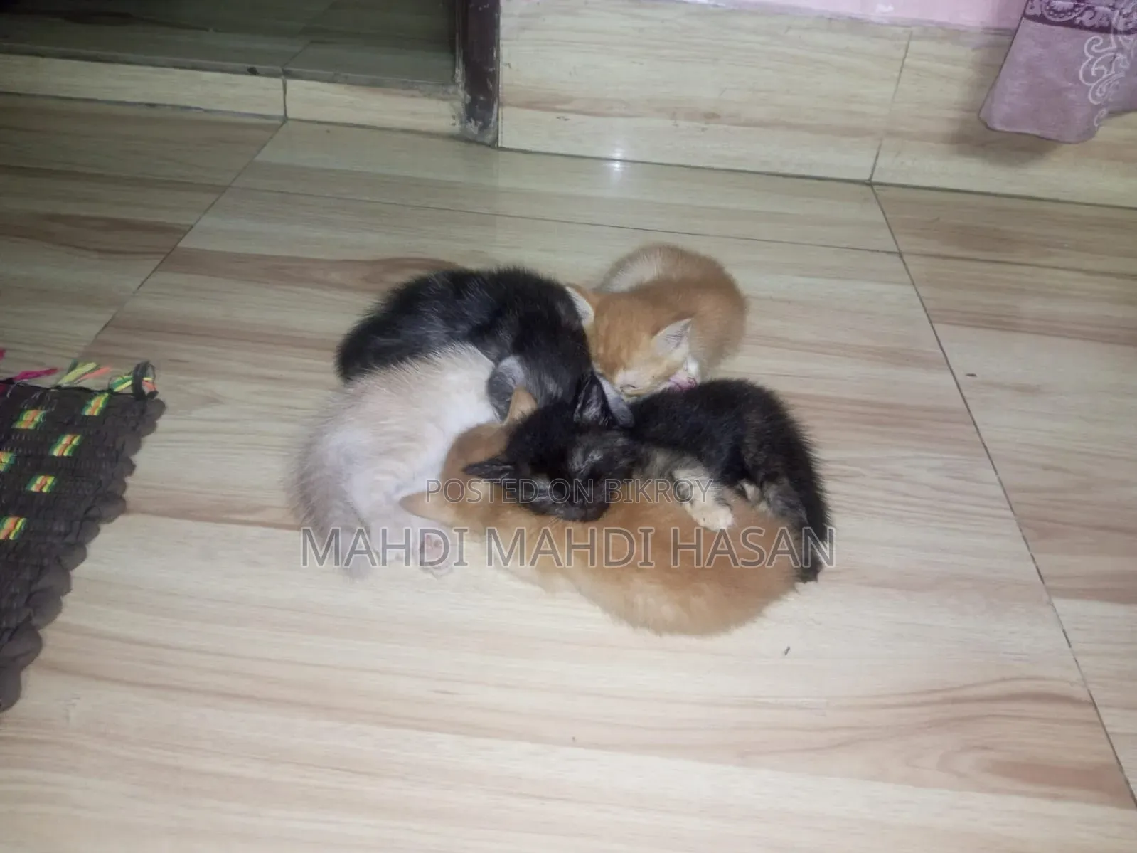 ১-৩ মাসের ফিমেল পিওরব্রেড পার্সিয়ান