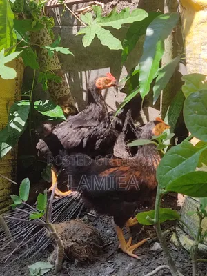 4 pieces local chicken chicks