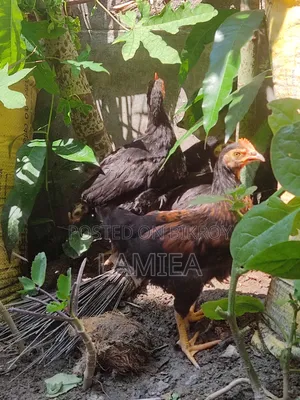 4 pieces local chicken chicks