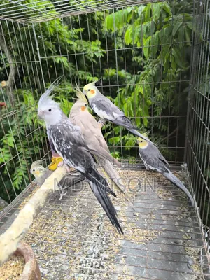 5 pieces of running big size grey/white face cockatiel birds will be sold