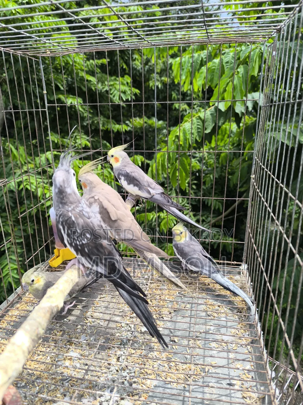 5 pieces of running big size grey/white face cockatiel birds will be sold