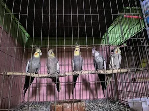 5 pieces of running big size grey/white face cockatiel birds will be sold
