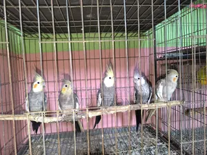 5 pieces of running big size grey/white face cockatiel birds will be sold
