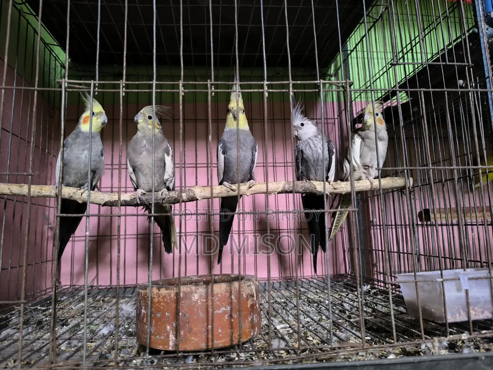 5 pieces of running big size grey/white face cockatiel birds will be sold