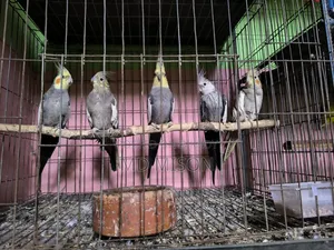 5 pieces of running big size grey/white face cockatiel birds will be sold