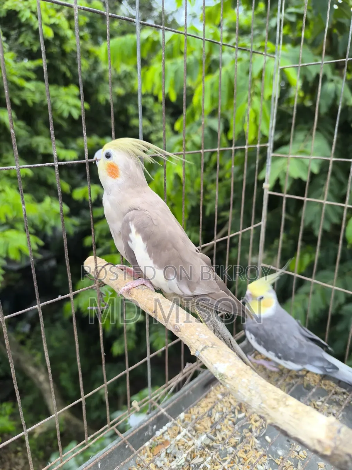 5 pieces of running big size grey/white face cockatiel birds will be sold