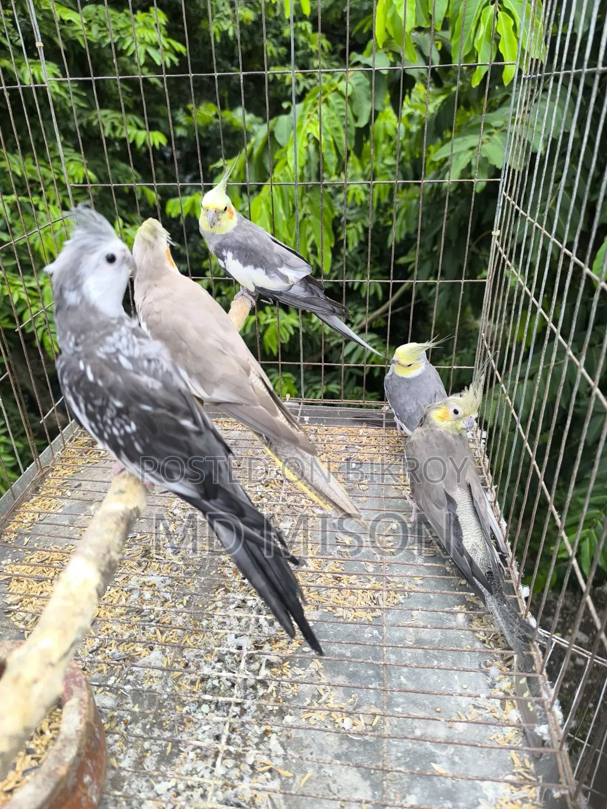 5 pieces of running big size grey/white face cockatiel birds will be sold