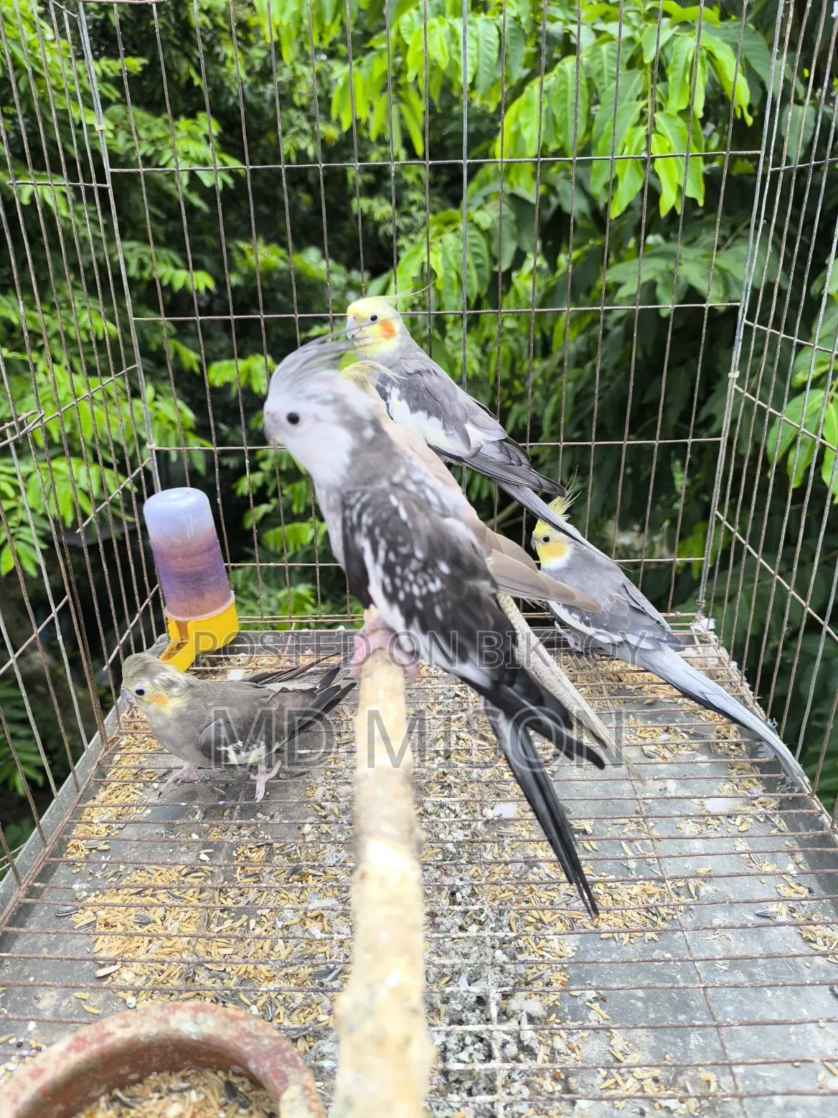 5 pieces of running big size grey/white face cockatiel birds will be sold