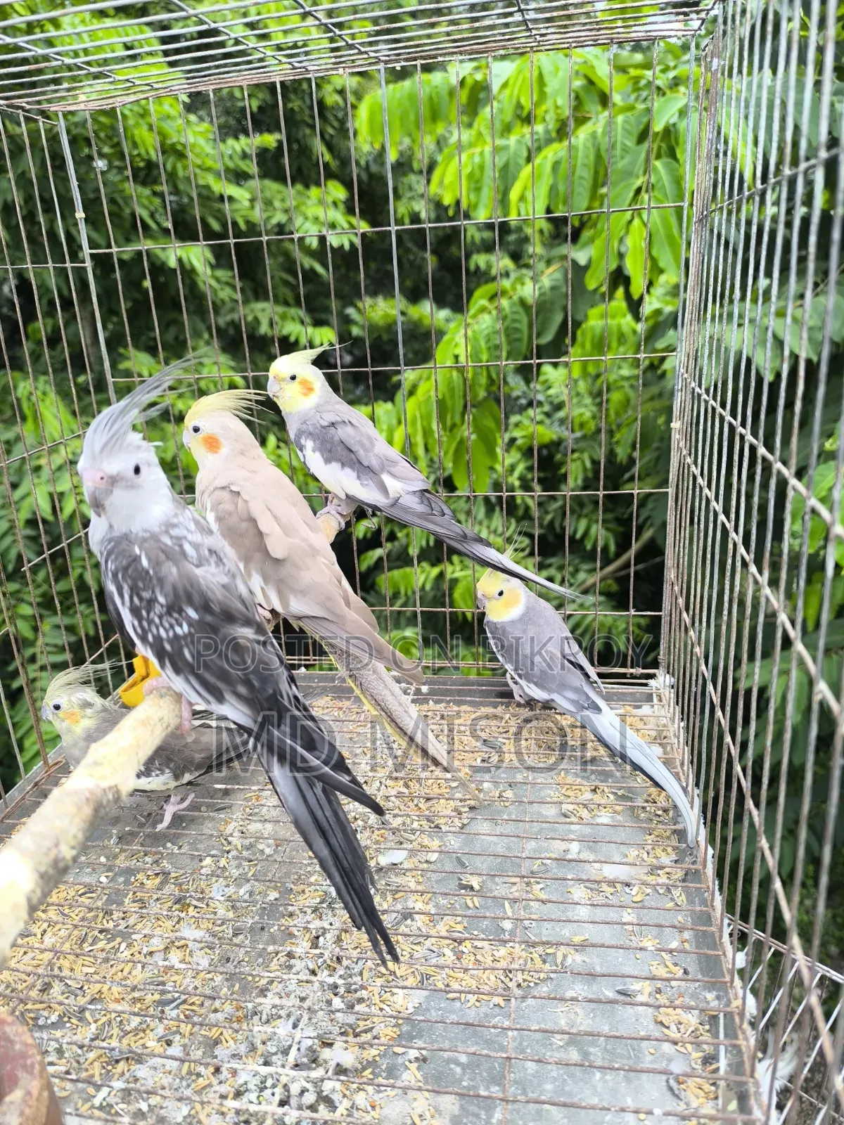 5 pieces of running big size grey/white face cockatiel birds will be sold
