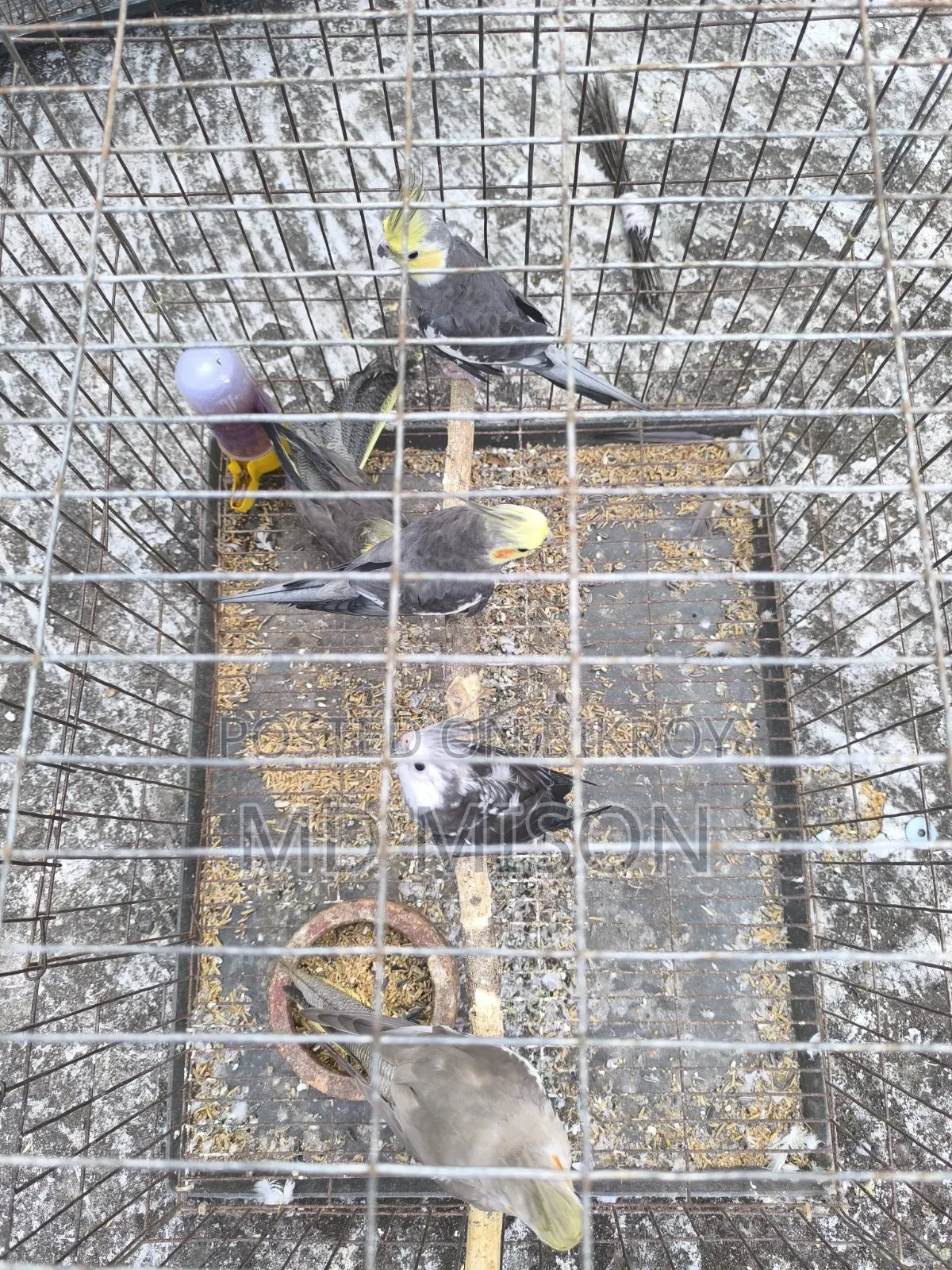 5 pieces of running big size grey/white face cockatiel birds will be sold