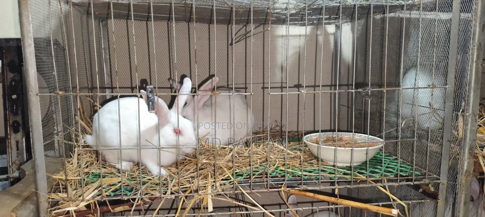 Adult Rabbit Pair for Sale