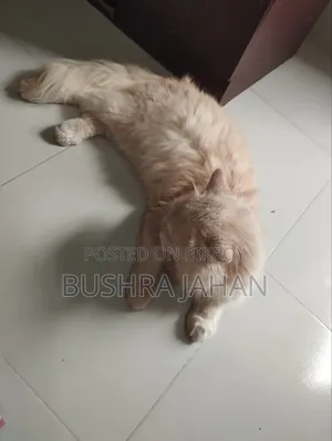 ৬-১২ মাস বয়সী পুরুষ খাঁটি পার্সিয়ান