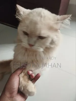 ৬-১২ মাস বয়সী পুরুষ খাঁটি পার্সিয়ান