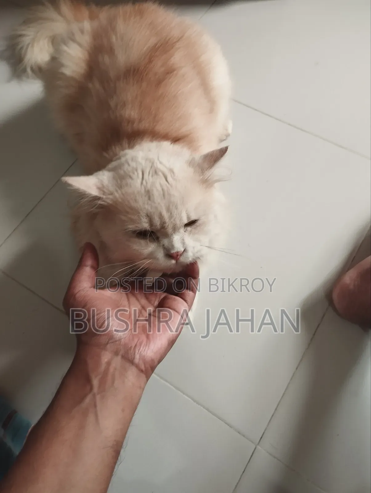 ৬-১২ মাস বয়সী পুরুষ খাঁটি পার্সিয়ান