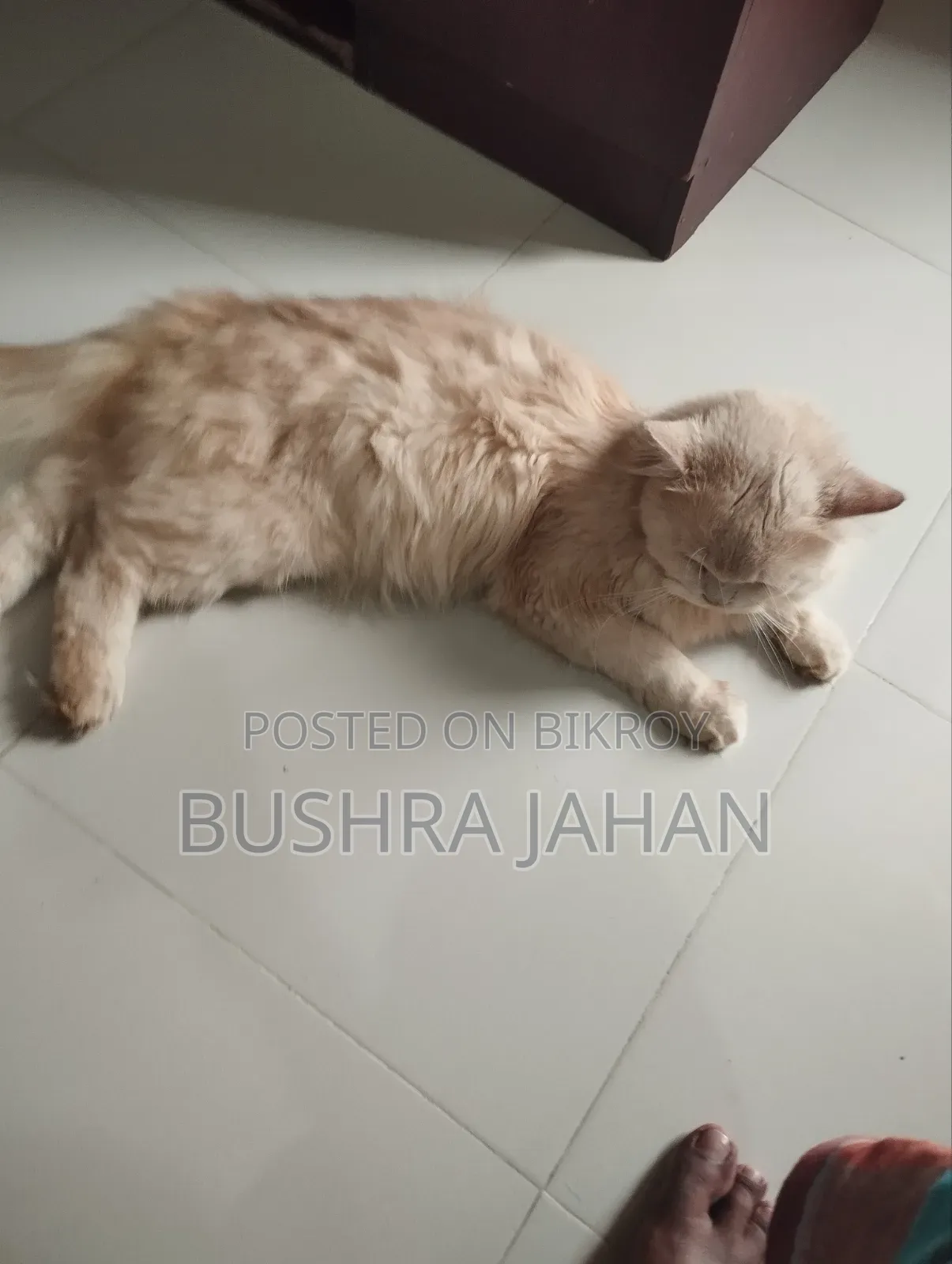 ৬-১২ মাস বয়সী পুরুষ খাঁটি পার্সিয়ান
