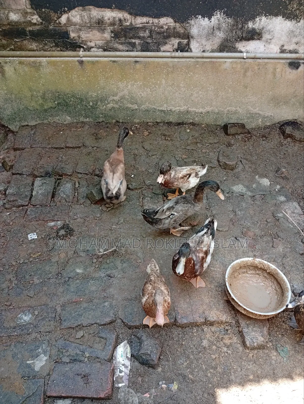 Local Domestic Duck