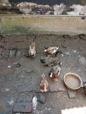Local Domestic Duck