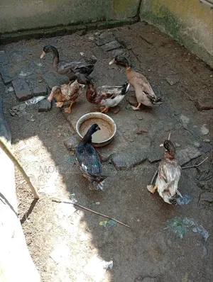 Local Domestic Duck