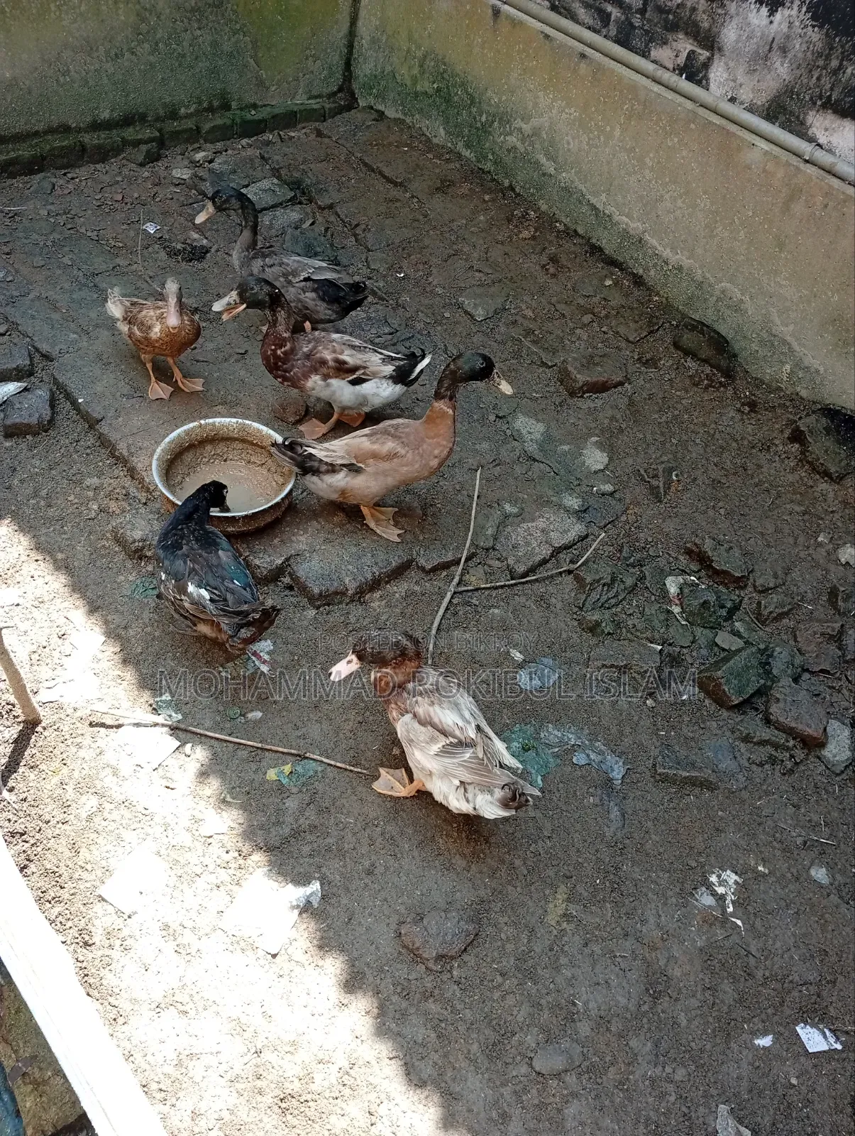Local Domestic Duck