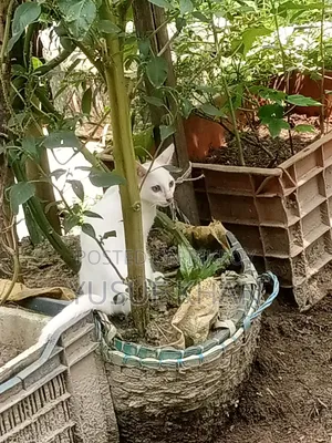 ১-৩ মাসের ফিমেল মিক্সড ব্রিড পার্সিয়ান