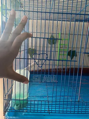 China Cage