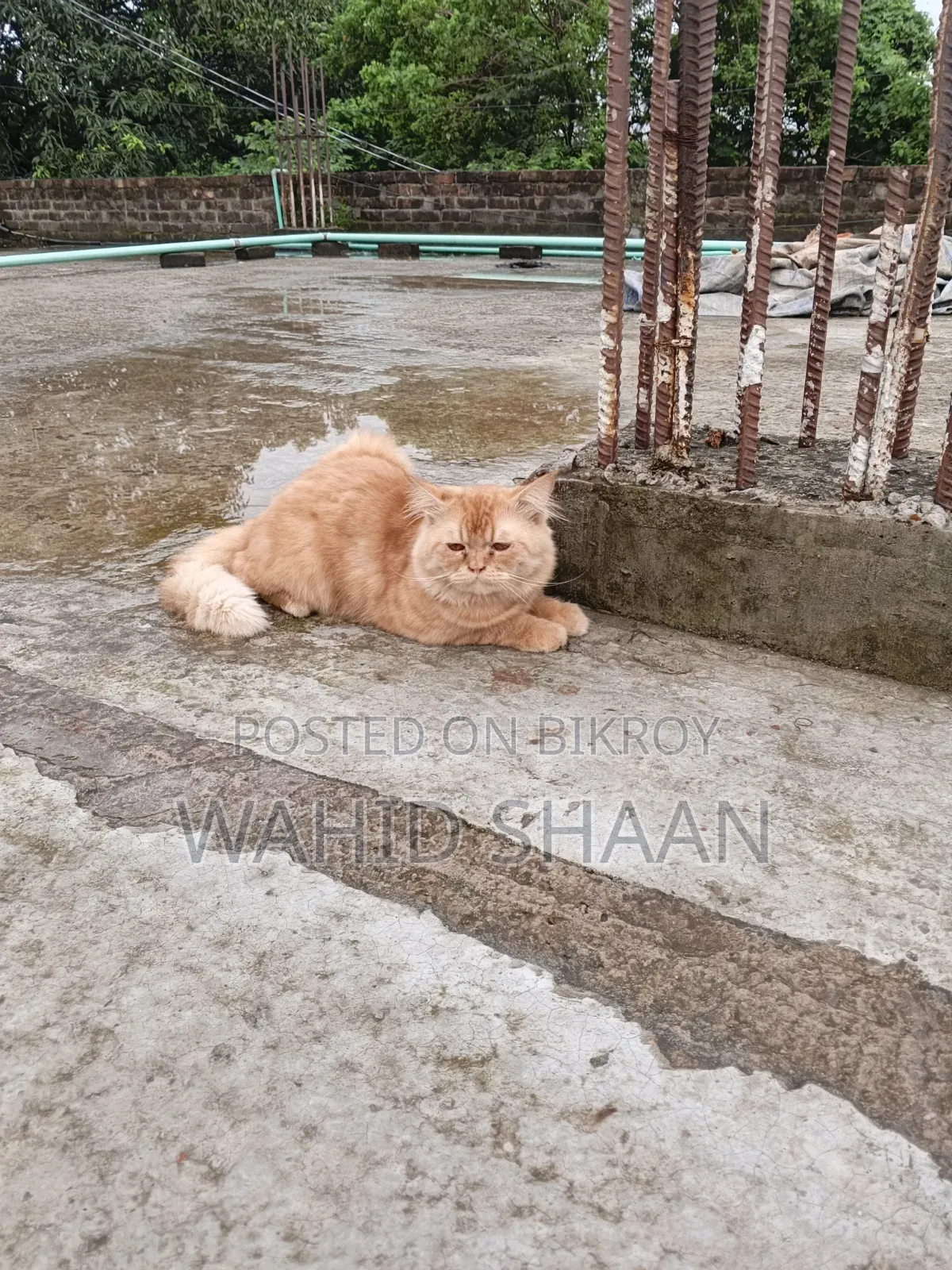 ১+ বছর পুরুষ বিশুদ্ধ জাত পারসিয়ান
