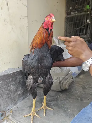Aseel (Fighter) Rooster