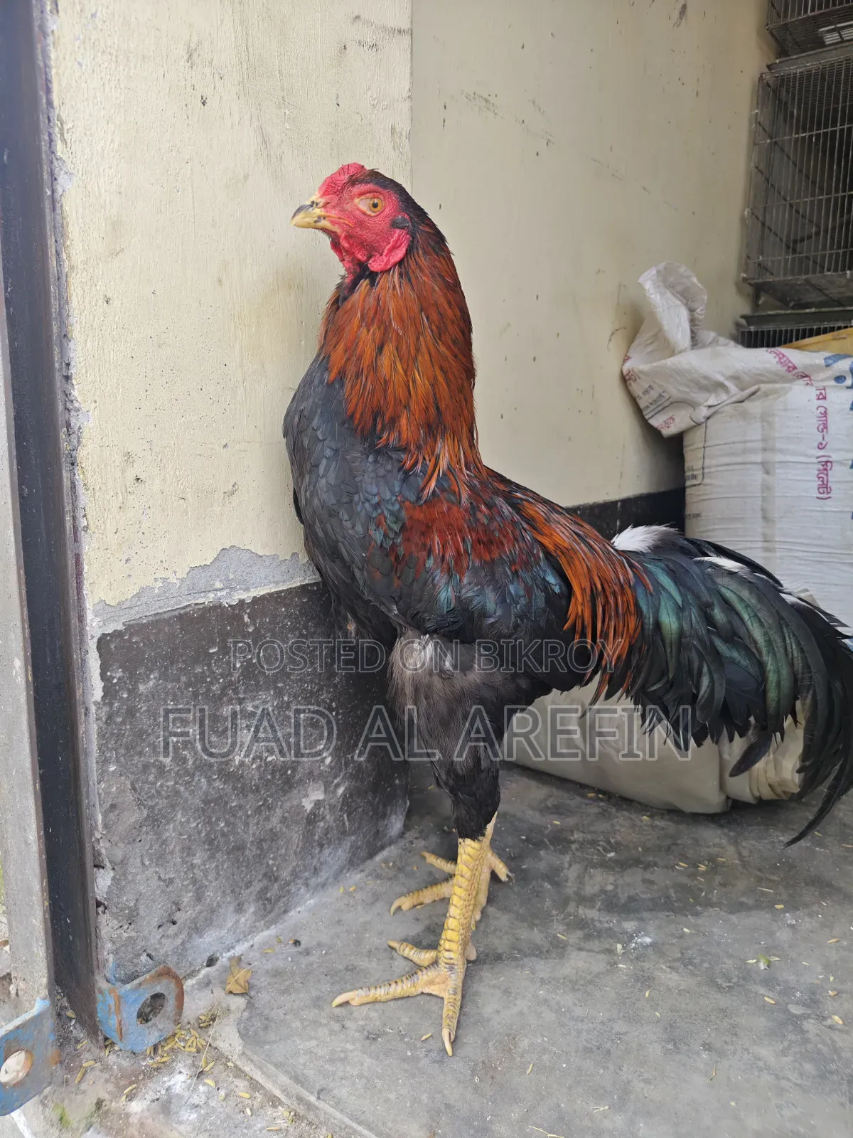 Aseel (Fighter) Rooster