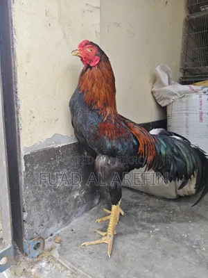 আচিঁল (ফাইটার) মোরগ
