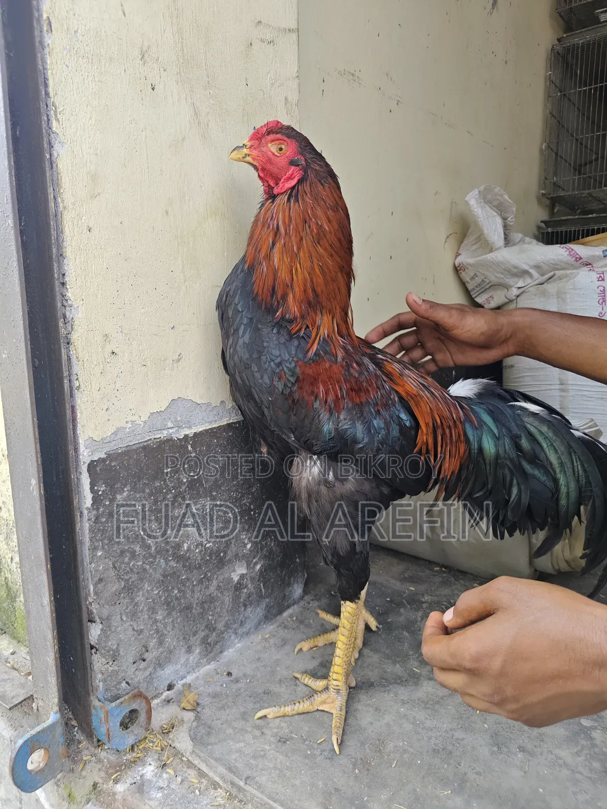 Aseel (Fighter) Rooster