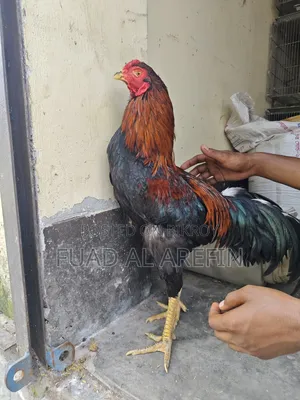 Aseel (Fighter) Rooster