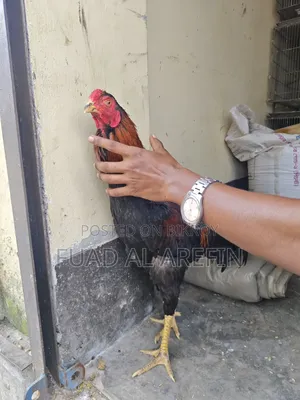 Aseel (Fighter) Rooster