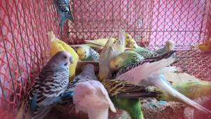 বাজরিগার পাখি