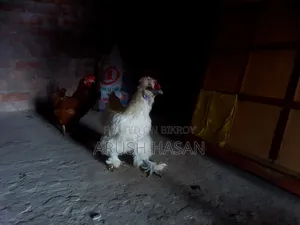 Silky Hen for Sale