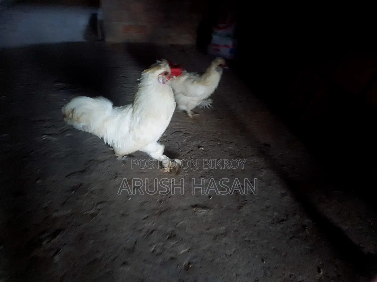 Silky Hen for Sale