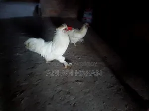 Silky Hen for Sale